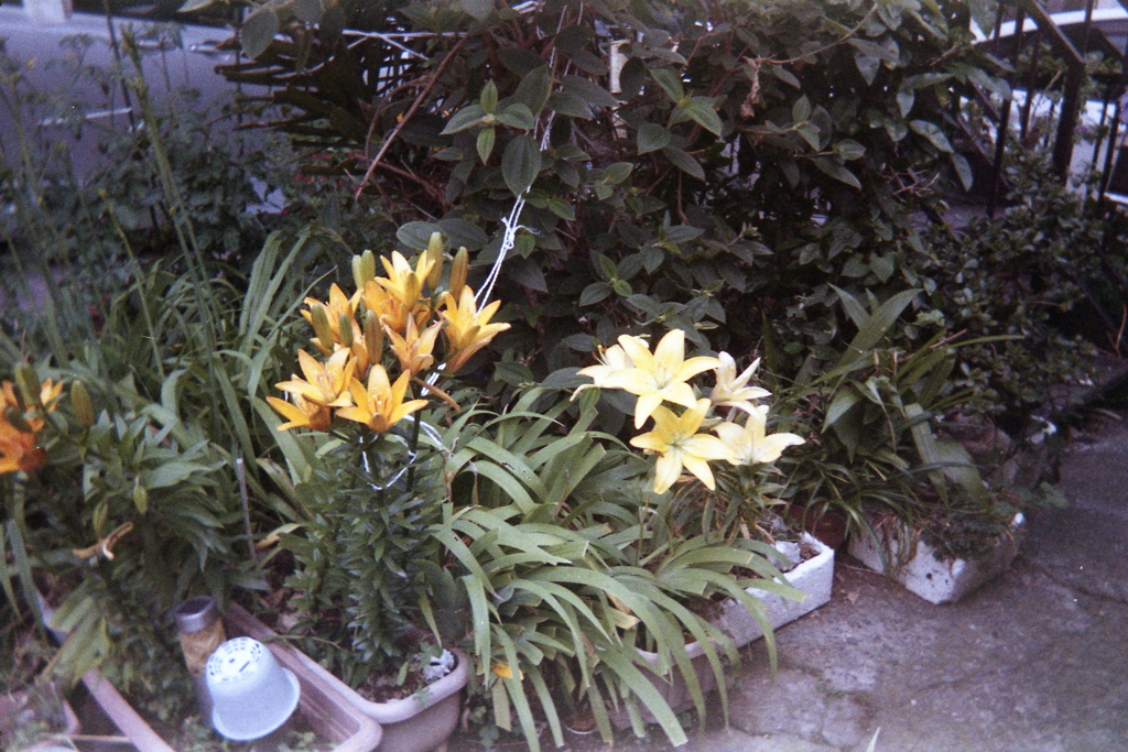 「ゆるphoto: 街角flower」 (film)