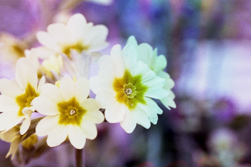 「flower」 (film)