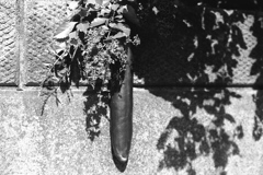 「summer」 (film:HR20)