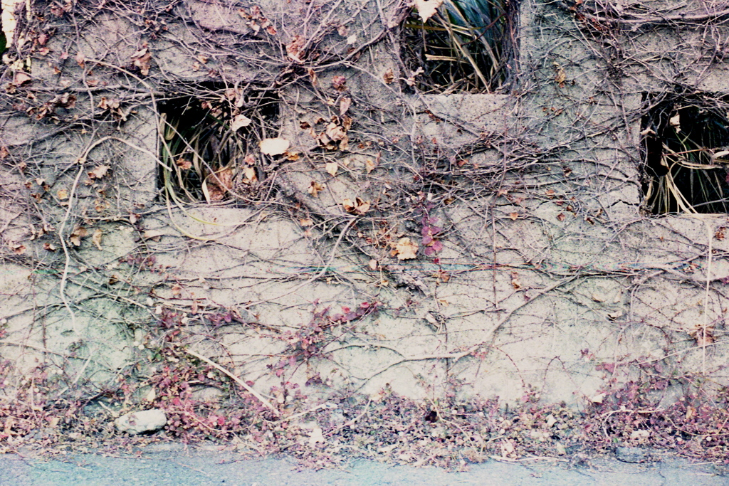 「Wall」 (film)