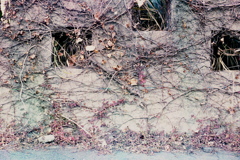 「Wall」 (film)