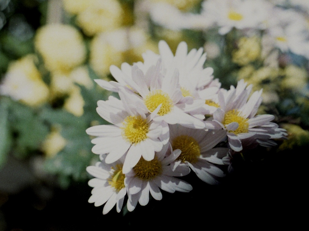 「11/13 ご近所フォト」 (film)