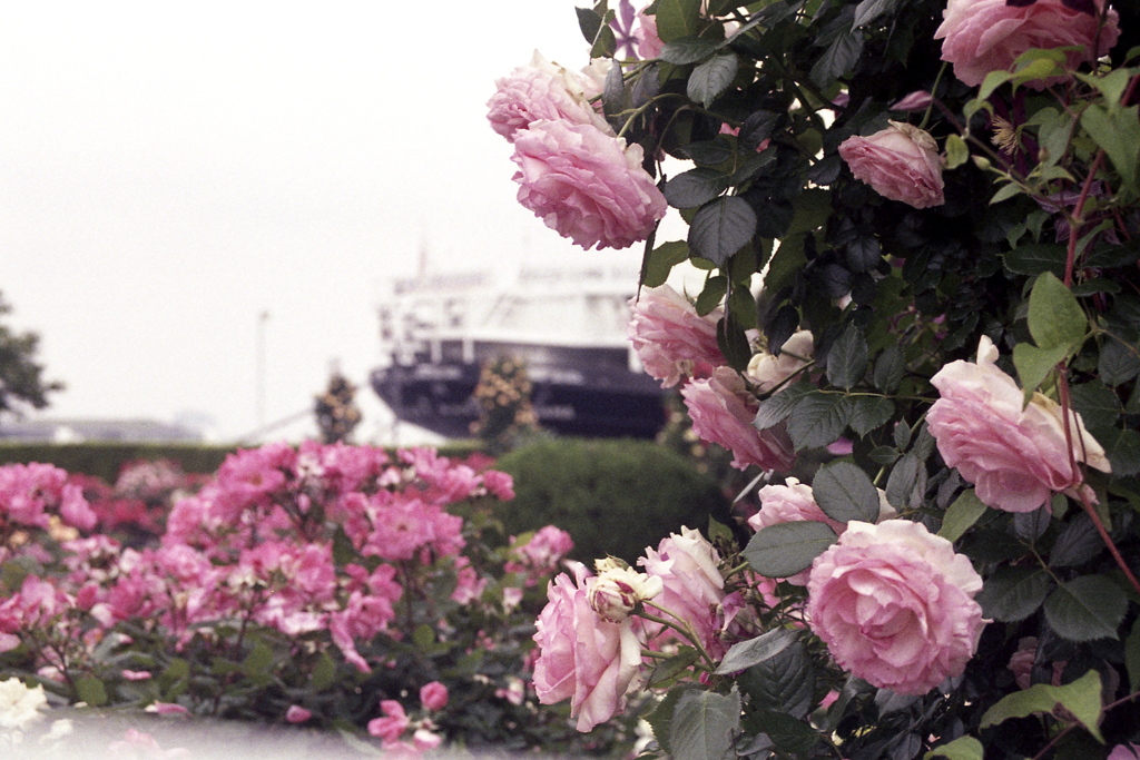 「薔薇園」 (film)