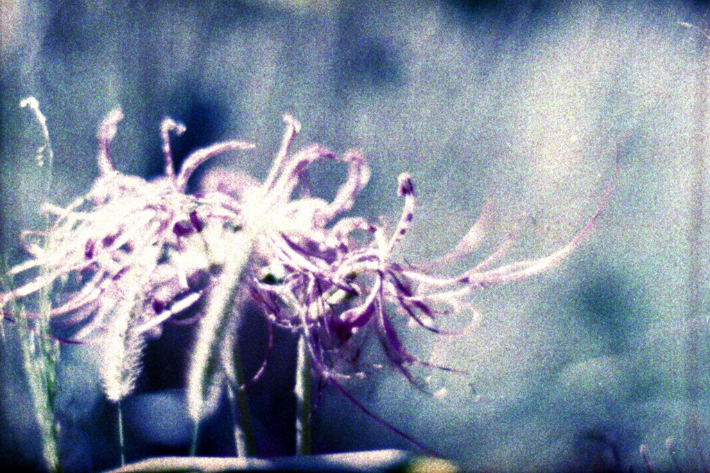 「芸術の秋!?」 (film)