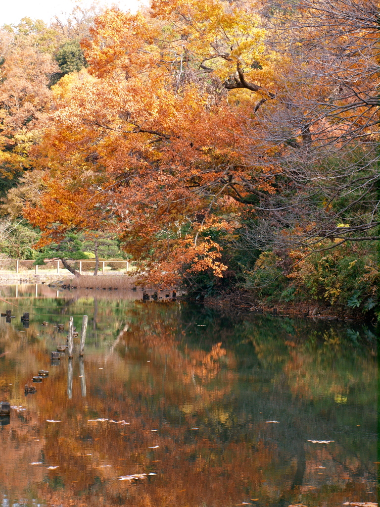 「久良岐公園 晩秋02」