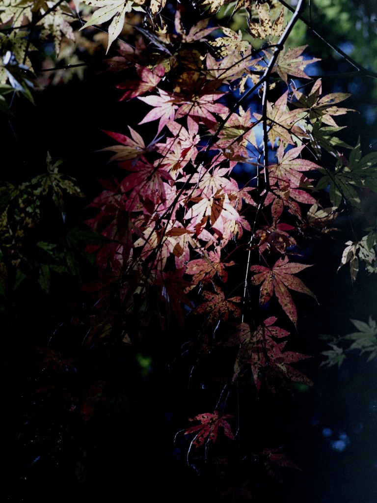 「autumn」 (film)