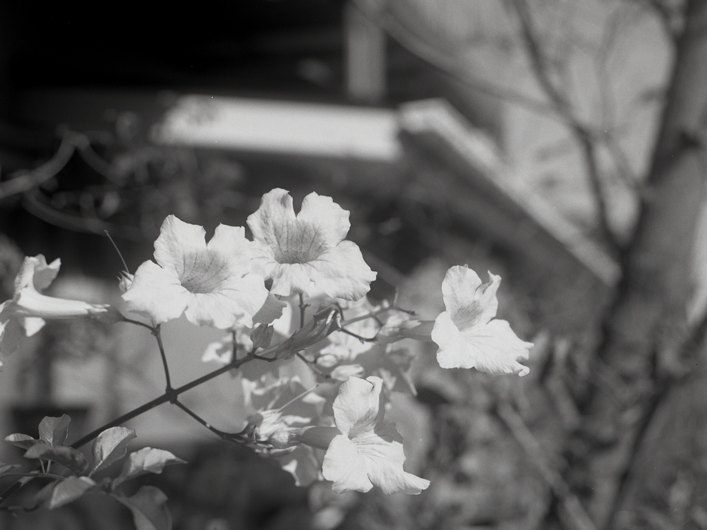 「flower」 (film)