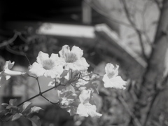 「flower」 (film)