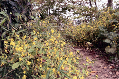 「アキノノゲシ」 (film)