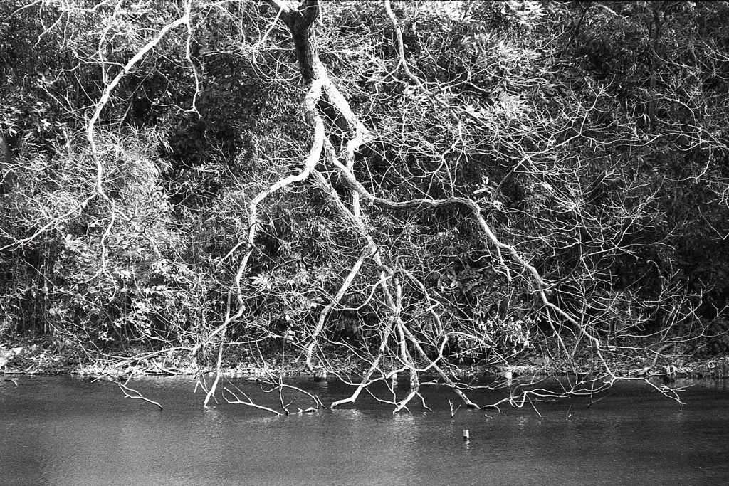 「pond」 (film)