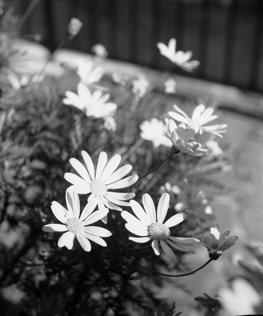 「道ばた」 (film)