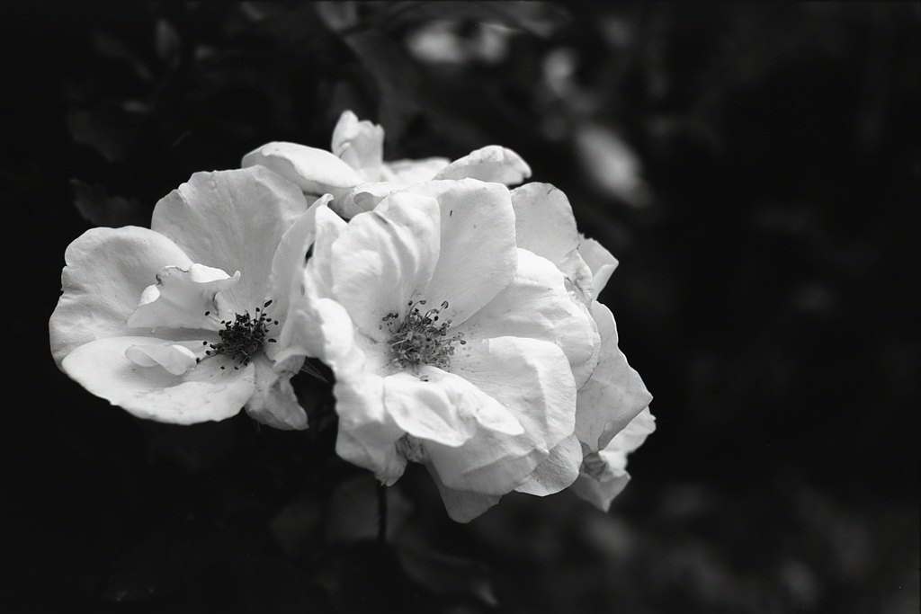 「flower」 (film:HR20)