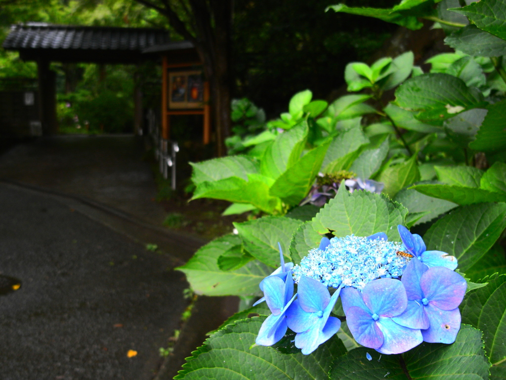「久良岐 能舞台前」