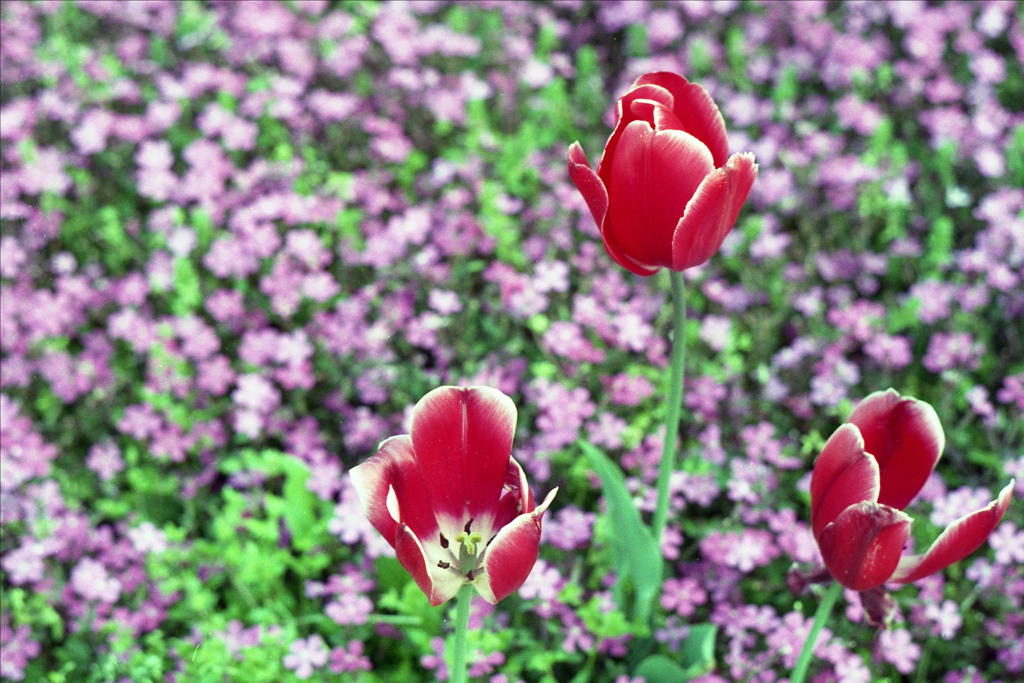 「tulip」 (film)