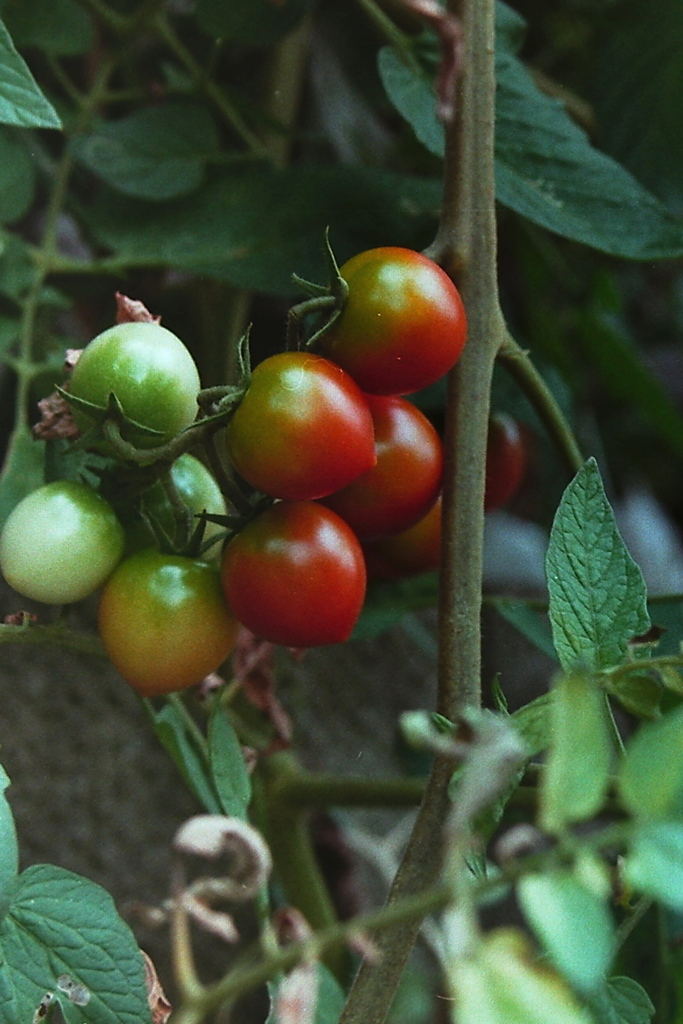 「散歩カメラ50」 (film)