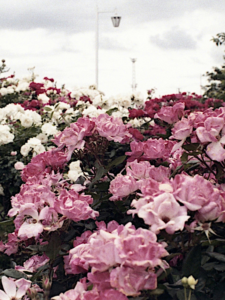 「薔薇園」 (film)