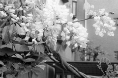 「藤」 (film)