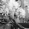 「藤」 (film)