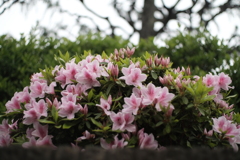 「街角Flower」 (digital)