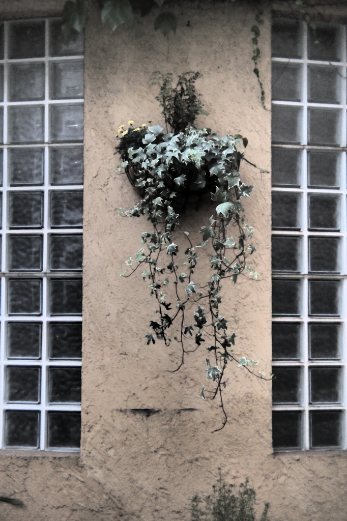「IVY」 (digital)