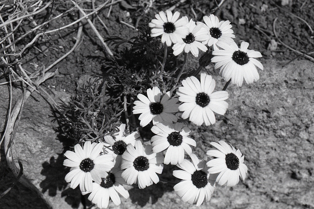 「街角Flower」 (film)