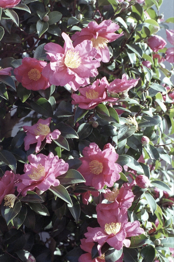 「山茶花」 (film)