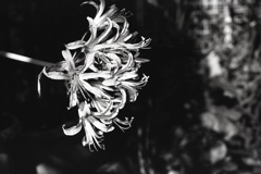 「陽ざし」 (film:HR20)
