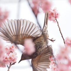 「河津桜とヒヨドリ」 (digital)