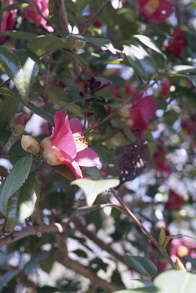 「3/14 散歩写真」 (film)