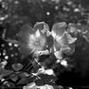 「バラ (カクテル): DIY5号試写」 (film)