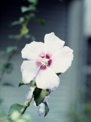 「街角flower」 (film)