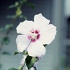 「街角flower」 (film)