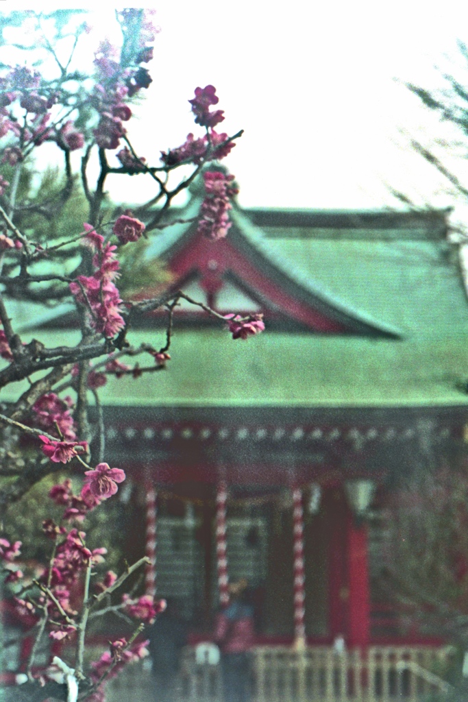 「紅梅」 (film)