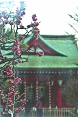 「紅梅」 (film)