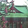 「紅梅」 (film)