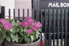 「街角flower」 (film)
