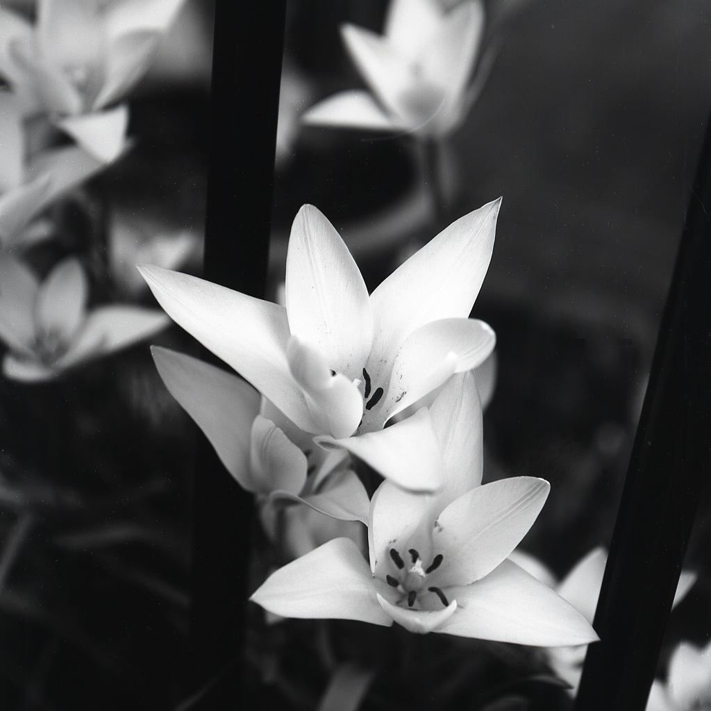 「花の命: monochrome」 (film:HR20)