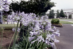 「街角flower」 (film)