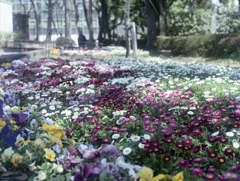 「花の園」 (film)
