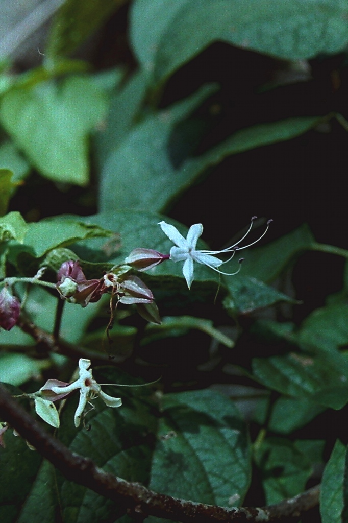 「散歩カメラ65」 (film)