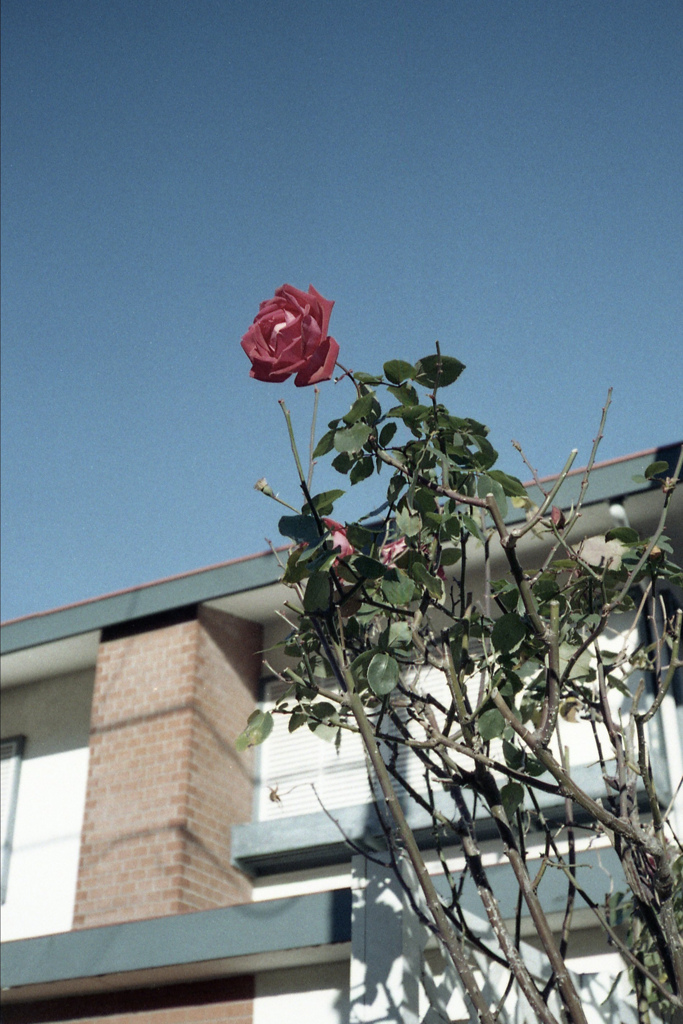 「一輪」 (film)