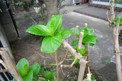 「切ったばかりなのに・・紫陽花」