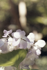 「紫陽花」 (film)