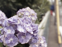 「紫陽花」 (film)