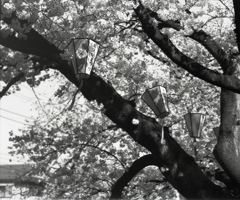 「南区桜祭り（中止）」 (film:HR20)