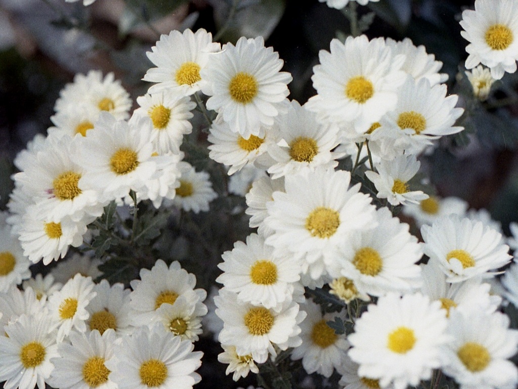 「菊花（路地）」 (film)