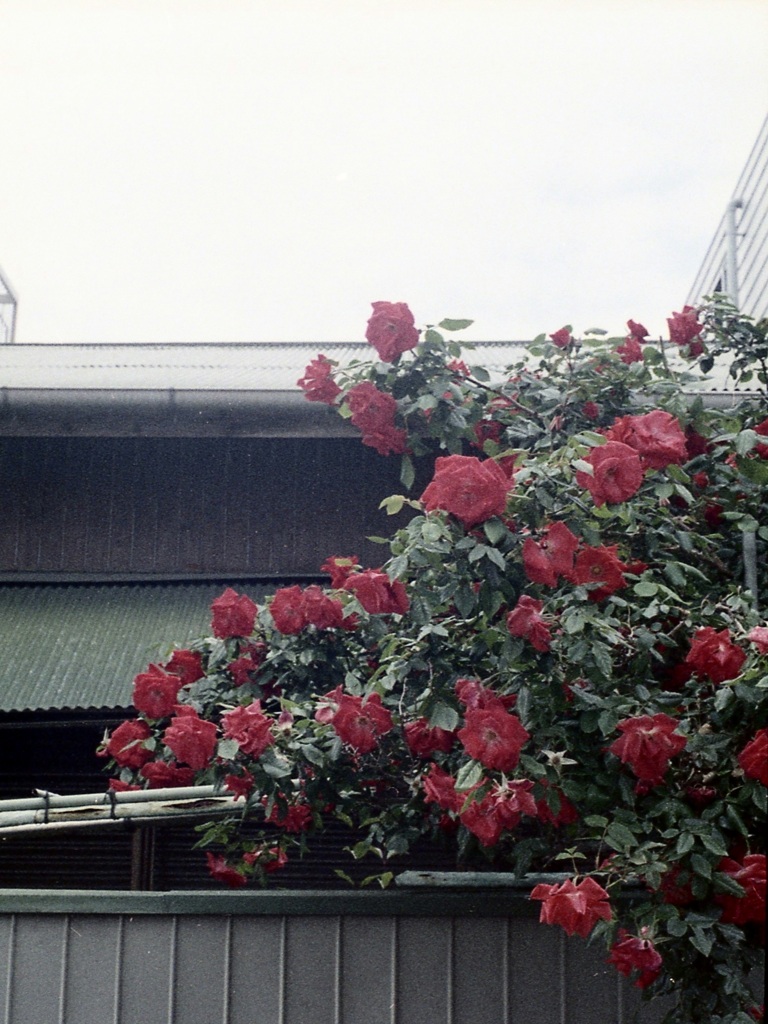 「街角flower」 (film)