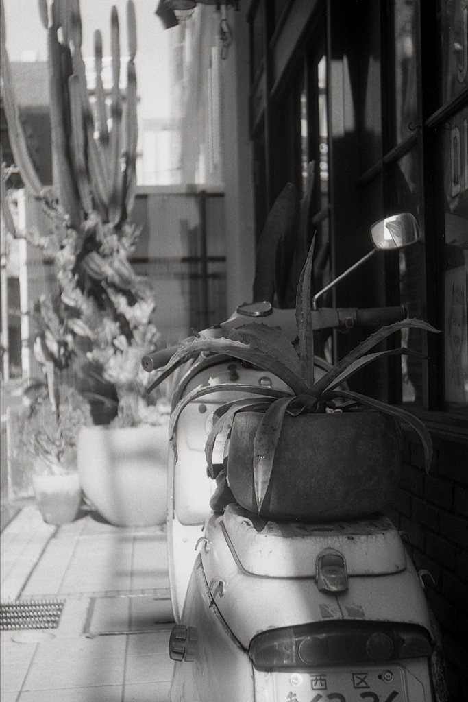 「plants on a scooter」 (film)