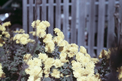 「街角の菊」 (film)