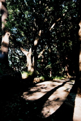 「Light & Shadow 01」 (film)